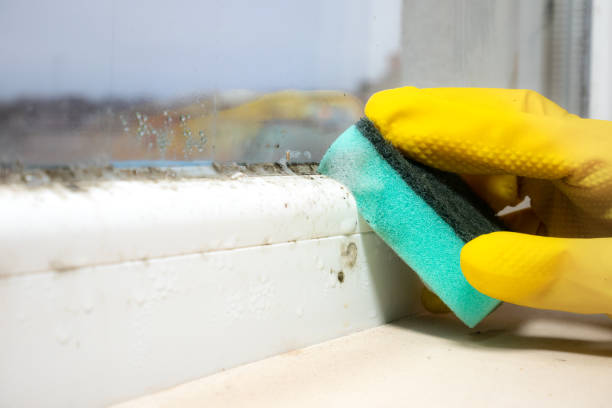  El Paso De Robles, CA Mold Removal Pros