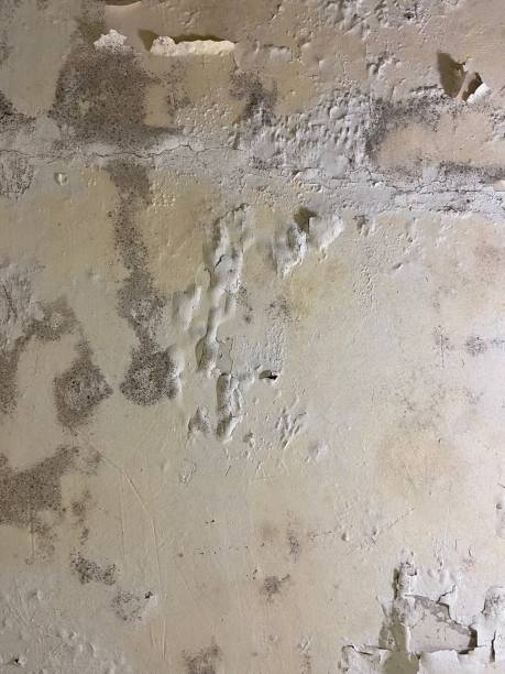 Best Office Mold Removal Services  in El Paso De Robles, CA