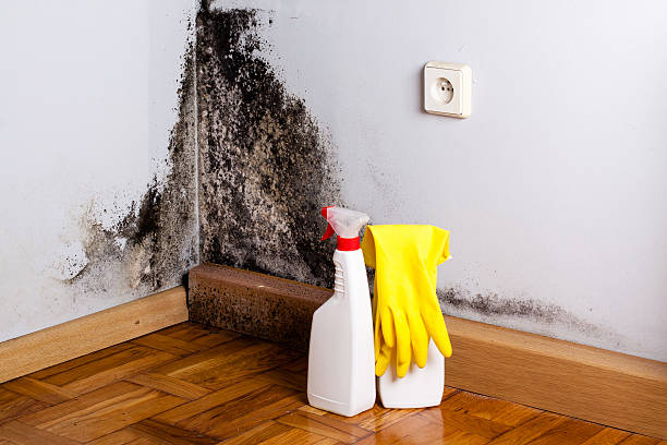 Best Mold Remediation  in El Paso De Robles, CA