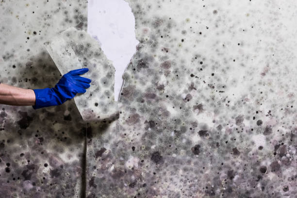 Best Black Mold Removal  in El Paso De Robles, CA