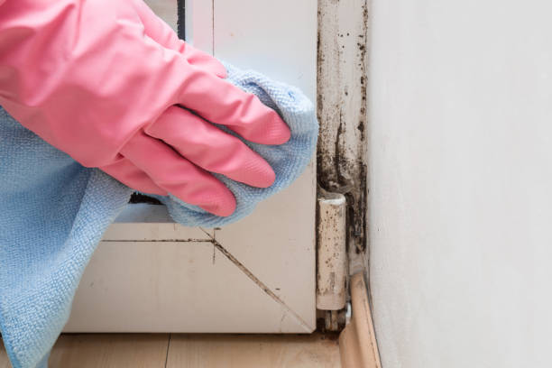 Best Mold Removal Near Me  in El Paso De Robles, CA